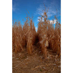 I grabbed a few random pictures around the farm on a family trip.