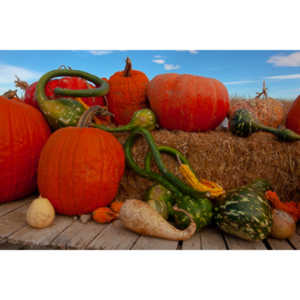 I grabbed a few random pictures around the farm on a family trip.