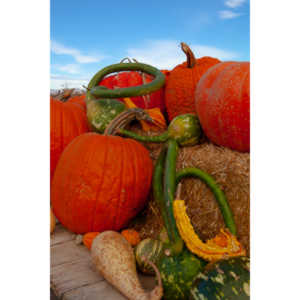 I grabbed a few random pictures around the farm on a family trip.