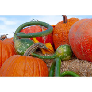 I grabbed a few random pictures around the farm on a family trip.