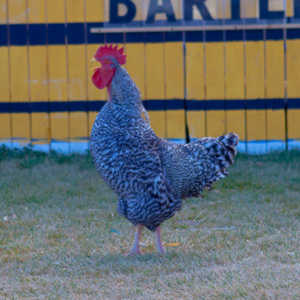 I grabbed a few random pictures around the farm on a family trip.