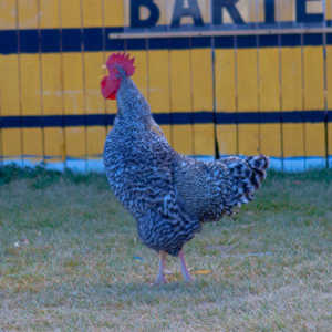 I grabbed a few random pictures around the farm on a family trip.