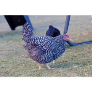 I grabbed a few random pictures around the farm on a family trip.