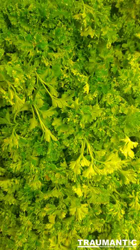 Sometimes I get bored in the market and whip out my cel phone and start taking pictures of things that interest me visually.