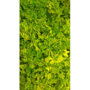 Sometimes I get bored in the market and whip out my cel phone and start taking pictures of things that interest me visually.