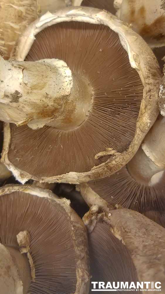 Sometimes I get bored in the market and whip out my cel phone and start taking pictures of things that interest me visually.