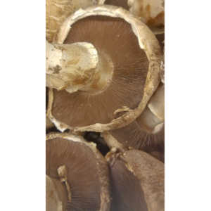 Sometimes I get bored in the market and whip out my cel phone and start taking pictures of things that interest me visually.