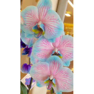 Sometimes I get bored in the market and whip out my cel phone and start taking pictures of things that interest me visually.