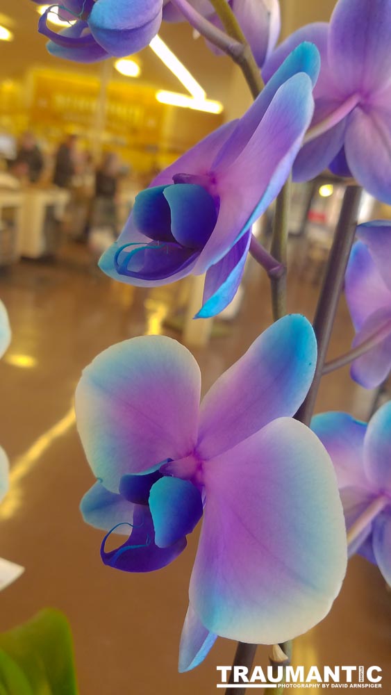 Sometimes I get bored in the market and whip out my cel phone and start taking pictures of things that interest me visually.