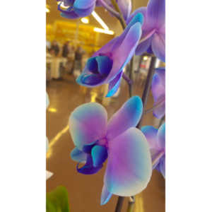 Sometimes I get bored in the market and whip out my cel phone and start taking pictures of things that interest me visually.