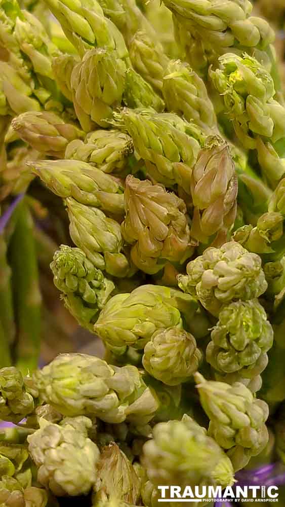 Another round of me being bored in the market.