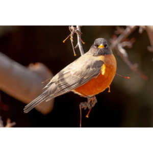 These beautiful birds hang out in my yard and seem to feel at home, but if I try to get close they are off like a shot.