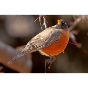 These beautiful birds hang out in my yard and seem to feel at home, but if I try to get close they are off like a shot.