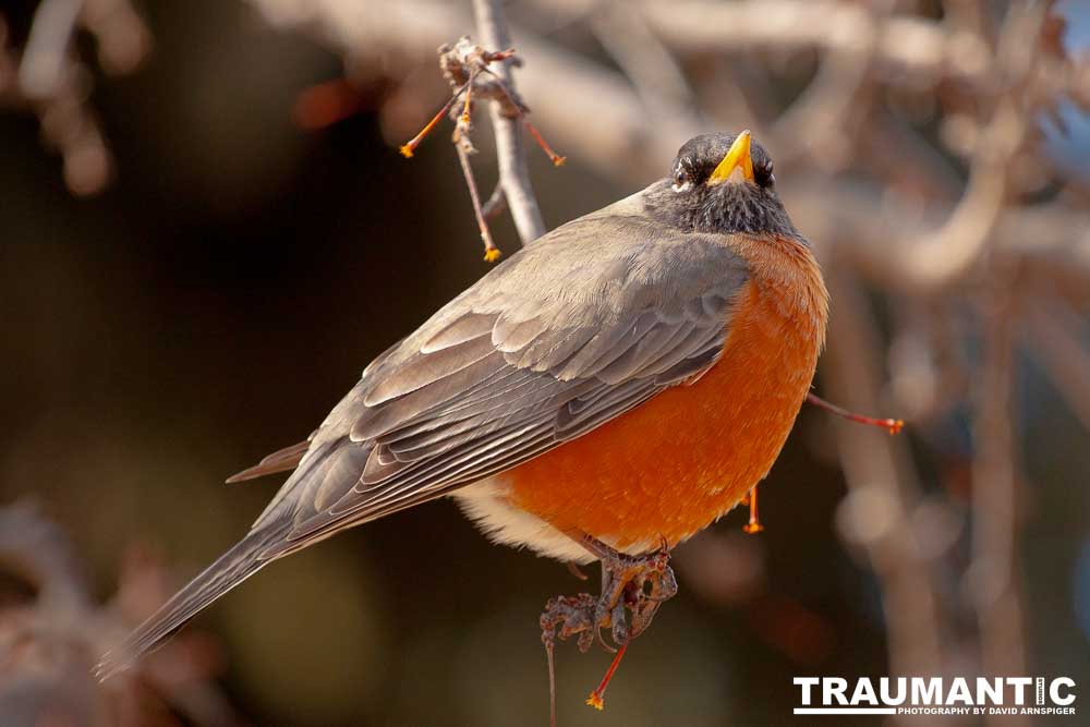 These beautiful birds hang out in my yard and seem to feel at home, but if I try to get close they are off like a shot.