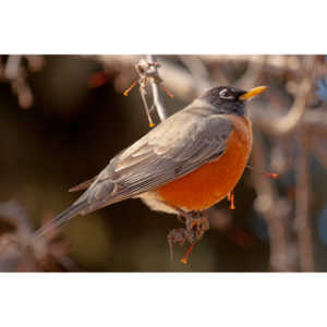 These beautiful birds hang out in my yard and seem to feel at home, but if I try to get close they are off like a shot.