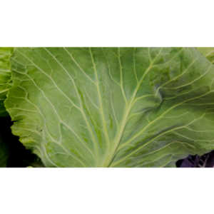 One of my many photo sessions as I wander through the supermarket with my wife.