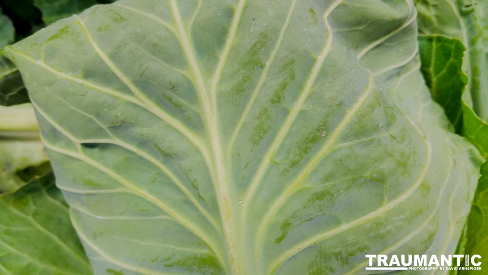 One of my many photo sessions as I wander through the supermarket with my wife.