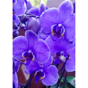 One of my many photo sessions as I wander through the supermarket with my wife.