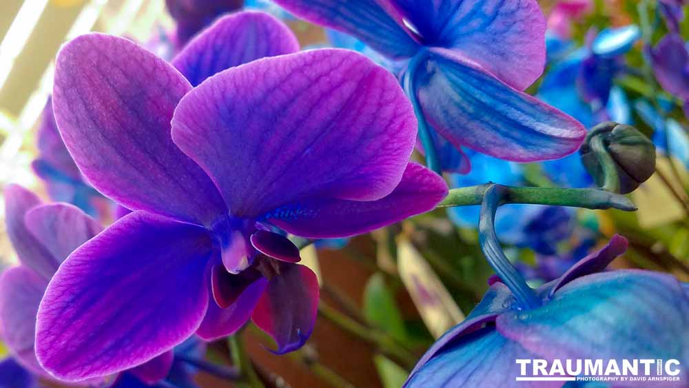 One of my many photo sessions as I wander through the supermarket with my wife.