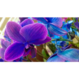 One of my many photo sessions as I wander through the supermarket with my wife.