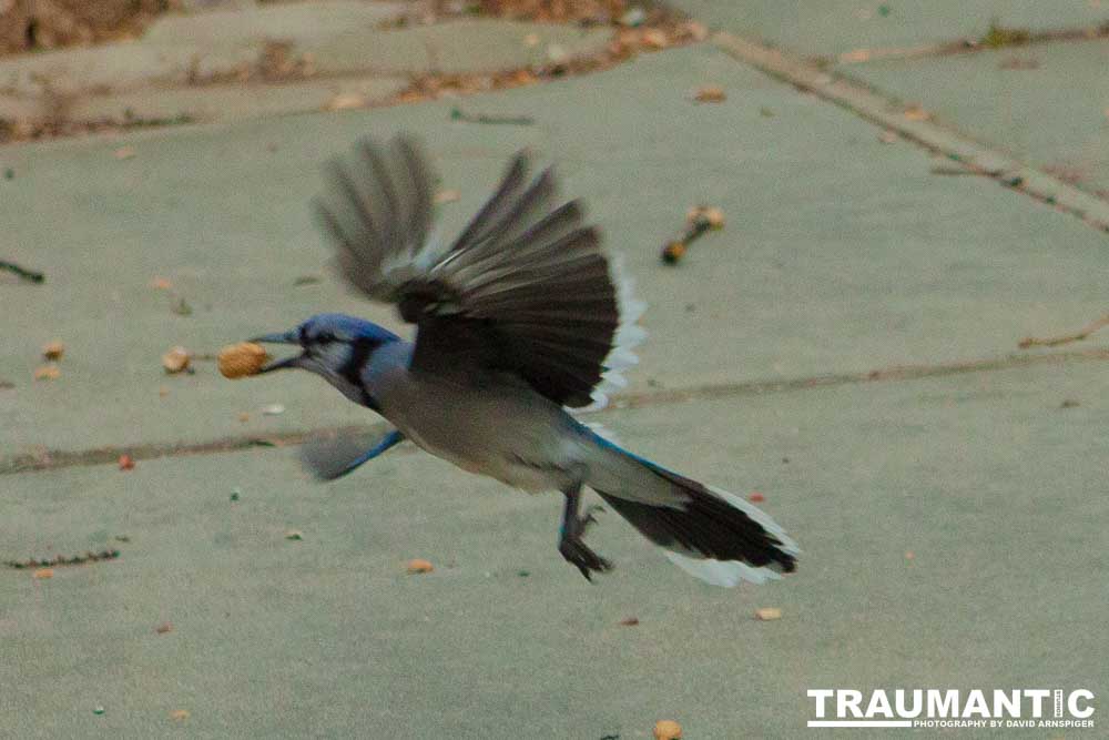 The crows were taking over the peanut harvest, so I spent a few minutes trying to capture them.