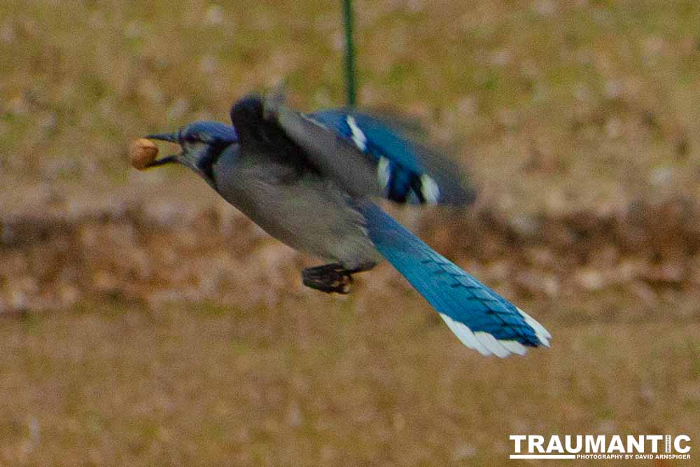 The crows were taking over the peanut harvest, so I spent a few minutes trying to capture them.