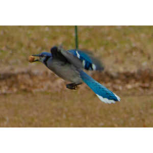 The crows were taking over the peanut harvest, so I spent a few minutes trying to capture them.