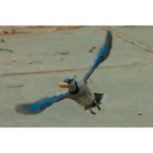 The crows were taking over the peanut harvest, so I spent a few minutes trying to capture them.