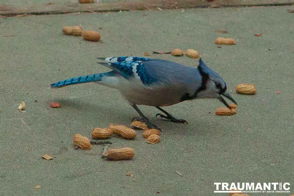 The crows were taking over the peanut harvest, so I spent a few minutes trying to capture them.