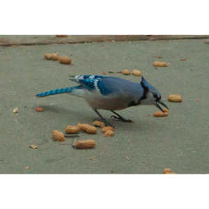 The crows were taking over the peanut harvest, so I spent a few minutes trying to capture them.