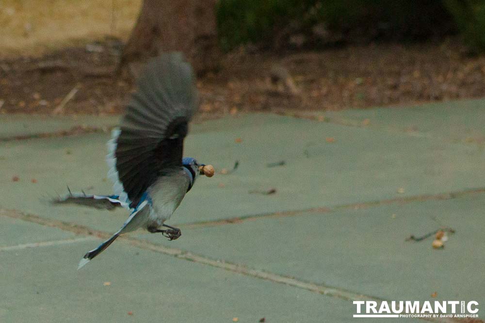 The crows were taking over the peanut harvest, so I spent a few minutes trying to capture them.