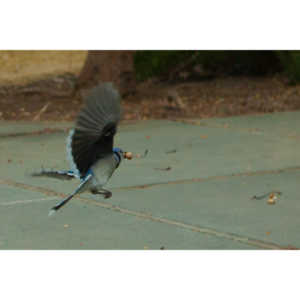 The crows were taking over the peanut harvest, so I spent a few minutes trying to capture them.