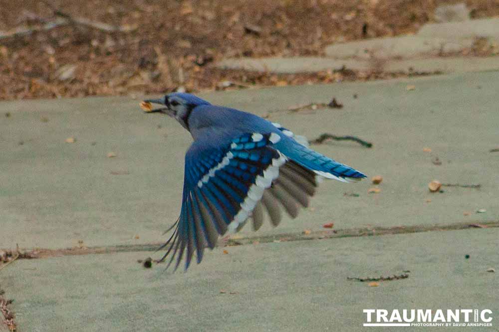 The crows were taking over the peanut harvest, so I spent a few minutes trying to capture them.