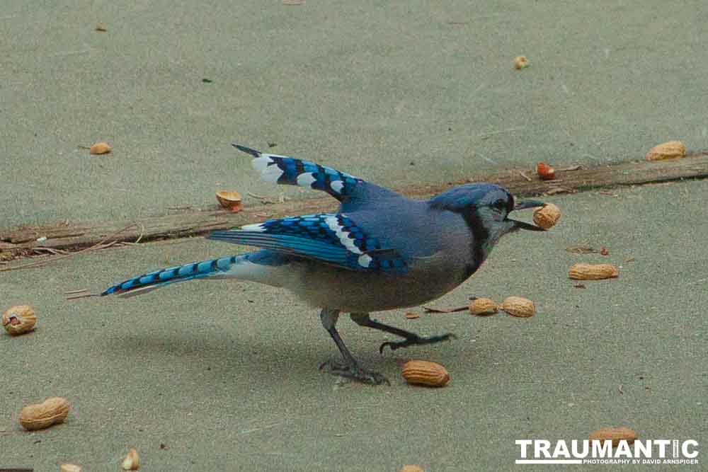 The crows were taking over the peanut harvest, so I spent a few minutes trying to capture them.
