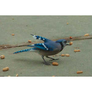 The crows were taking over the peanut harvest, so I spent a few minutes trying to capture them.