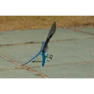 The crows were taking over the peanut harvest, so I spent a few minutes trying to capture them.