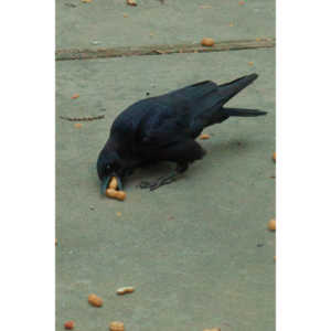 The crows were taking over the peanut harvest, so I spent a few minutes trying to capture them.