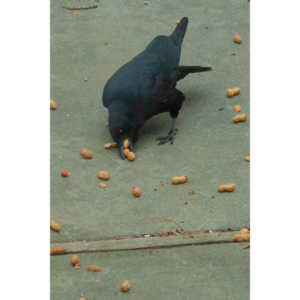 The crows were taking over the peanut harvest, so I spent a few minutes trying to capture them.