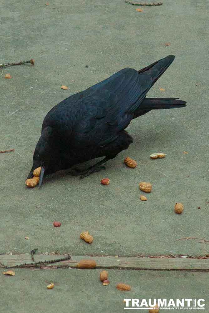 The crows were taking over the peanut harvest, so I spent a few minutes trying to capture them.