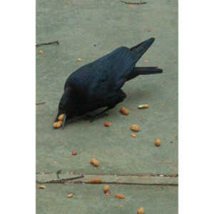 The crows were taking over the peanut harvest, so I spent a few minutes trying to capture them.