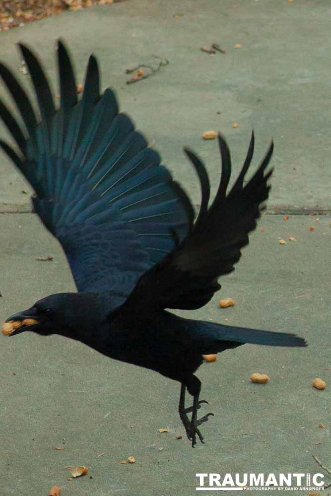 The crows were taking over the peanut harvest, so I spent a few minutes trying to capture them.