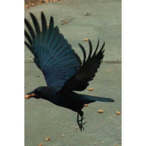 The crows were taking over the peanut harvest, so I spent a few minutes trying to capture them.
