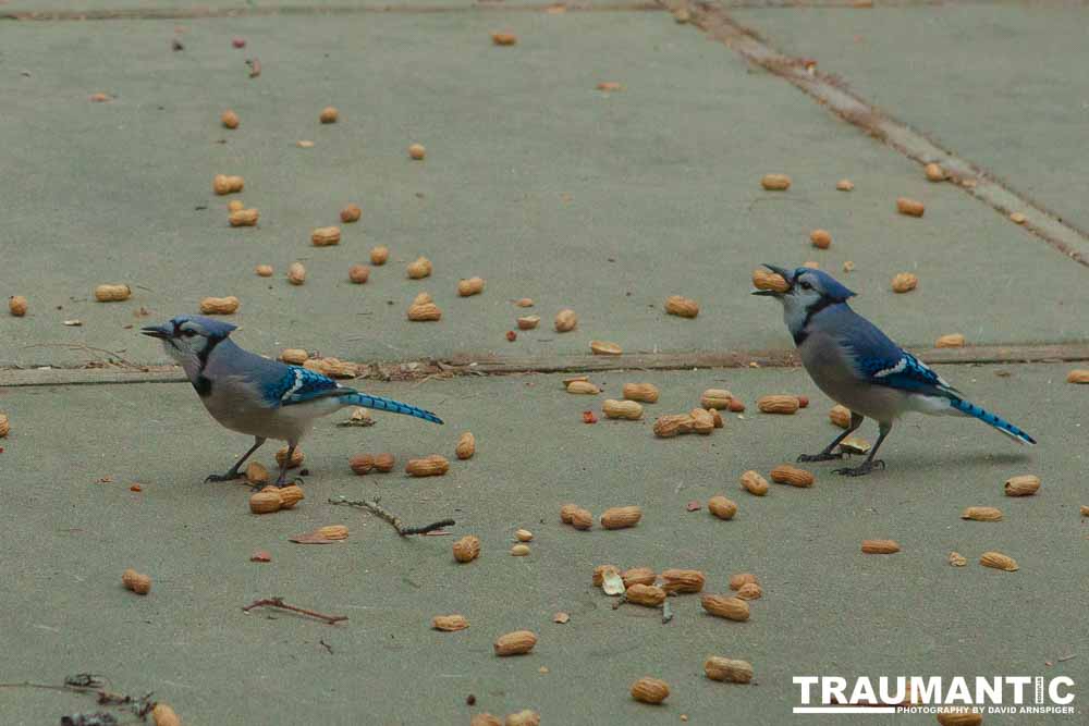 The crows were taking over the peanut harvest, so I spent a few minutes trying to capture them.