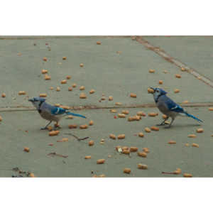 The crows were taking over the peanut harvest, so I spent a few minutes trying to capture them.