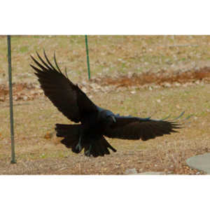 The crows were taking over the peanut harvest, so I spent a few minutes trying to capture them.
