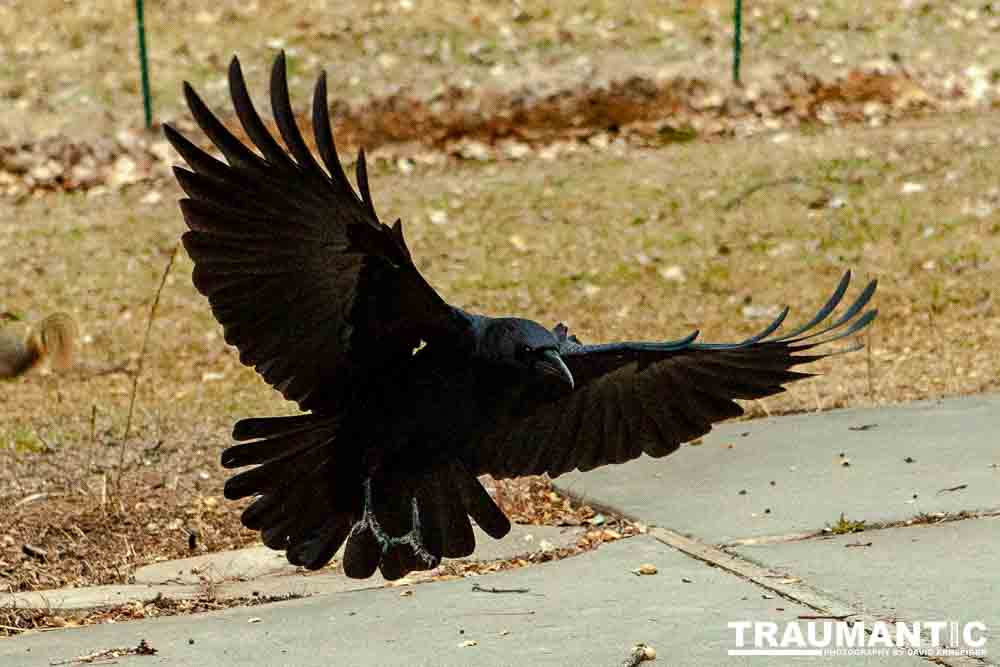 The crows were taking over the peanut harvest, so I spent a few minutes trying to capture them.