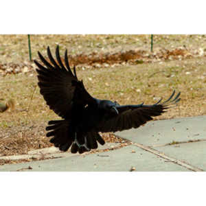 The crows were taking over the peanut harvest, so I spent a few minutes trying to capture them.