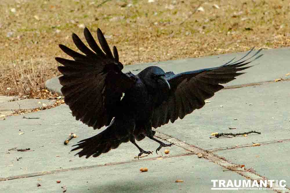 The crows were taking over the peanut harvest, so I spent a few minutes trying to capture them.