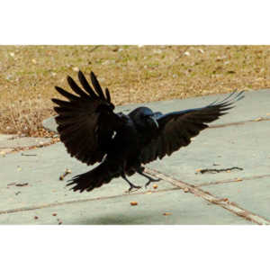 The crows were taking over the peanut harvest, so I spent a few minutes trying to capture them.
