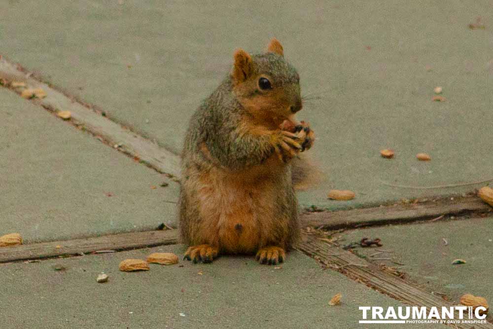 The crows were taking over the peanut harvest, so I spent a few minutes trying to capture them.